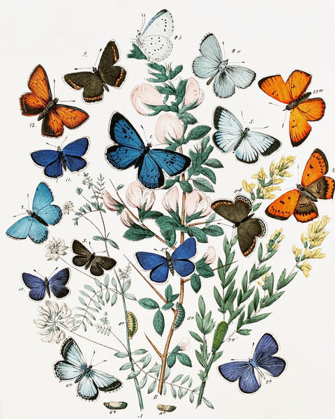 Vintageplakat - sommerfugle